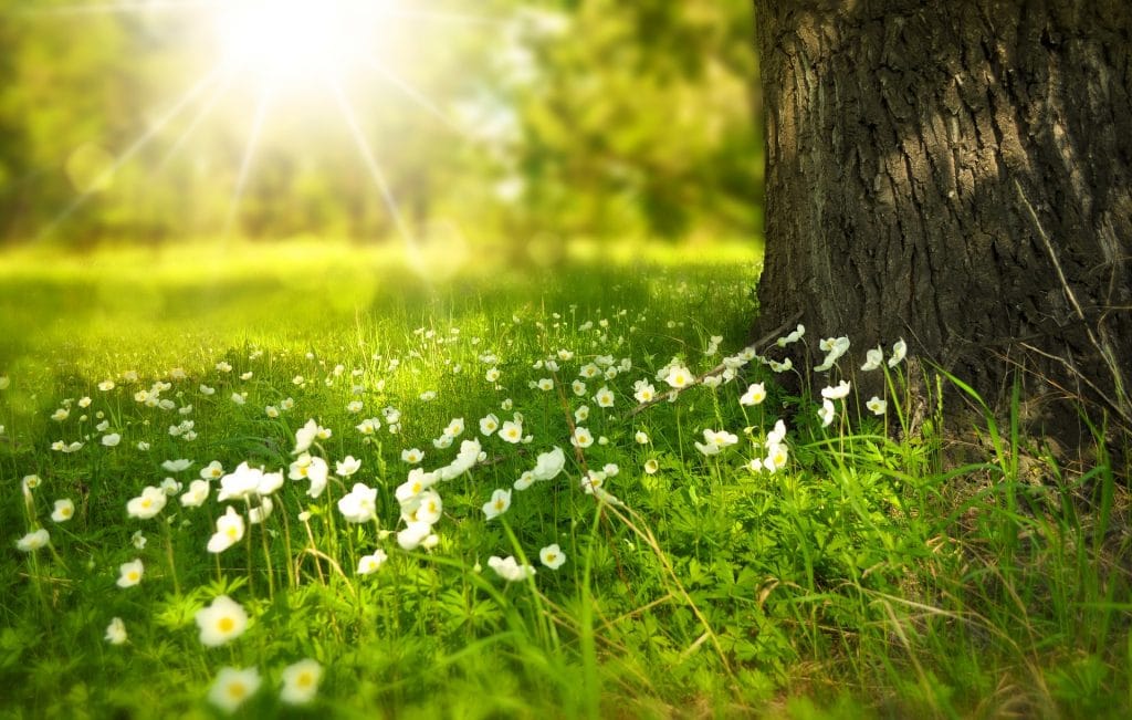 grass, flowers