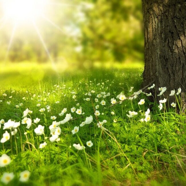 grass, flowers